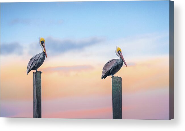 Pelican Acrylic Print featuring the photograph Pelicans Pit Stop by Jordan Hill