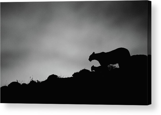 Puma Acrylic Print featuring the photograph Puma Family Silhouette by Max Waugh