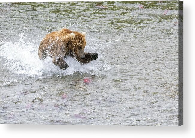 Alaska Acrylic Print featuring the photograph Salmon in Sight by Cheryl Strahl