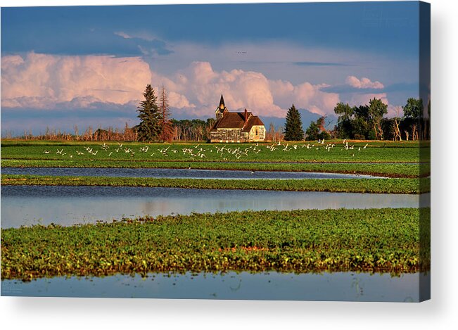 Church Acrylic Print featuring the photograph Seagull Paradise at Big Coulee Lutheran Church ND by Peter Herman
