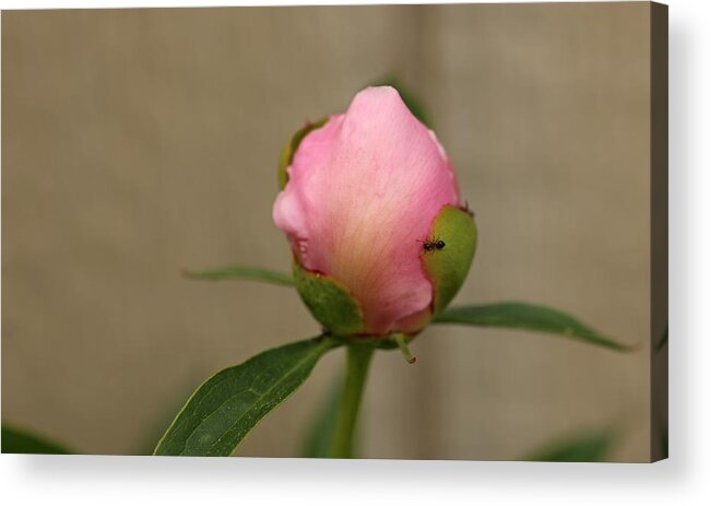 Peony Acrylic Print featuring the photograph So much to do by Laurie Lago Rispoli