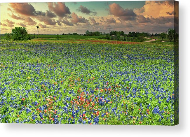 Flowers Acrylic Print featuring the photograph Springtime Wildflowers in Texas by Stephen Anderson