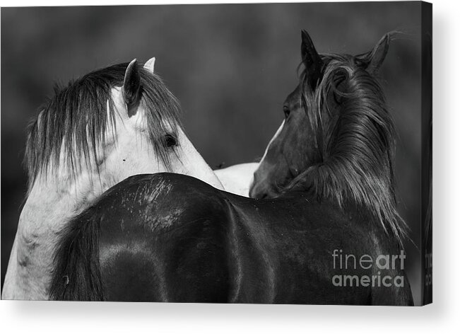 Stallions Acrylic Print featuring the photograph Stare Down by Shannon Hastings
