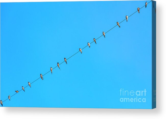 Birds Acrylic Print featuring the photograph The Tweeters by Daniel M Walsh