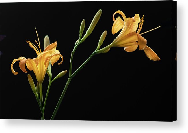 Daylily Acrylic Print featuring the photograph Together for Today by Maggie Terlecki