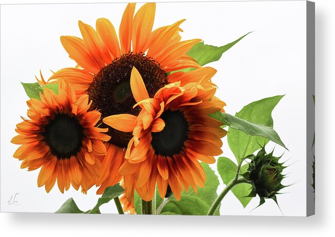 Sunflowers Acrylic Print featuring the photograph Vibrant Sunflower Spirits by D Lee