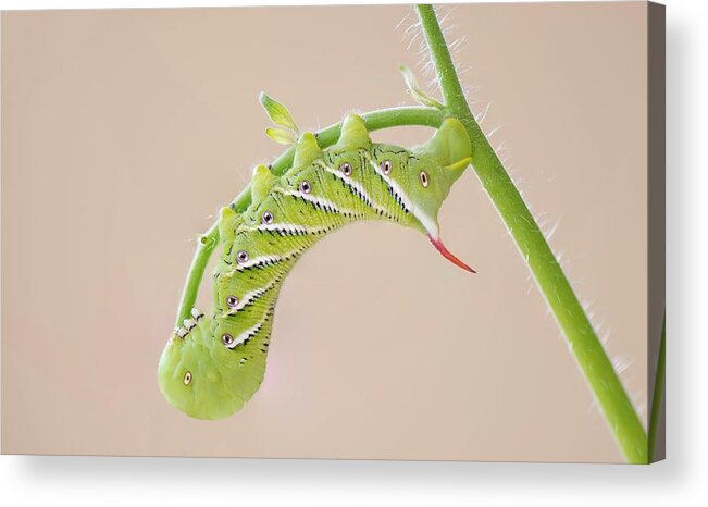 Waiting For My Wings Acrylic Print featuring the photograph Waiting for My Wings by Puttaswamy Ravishankar