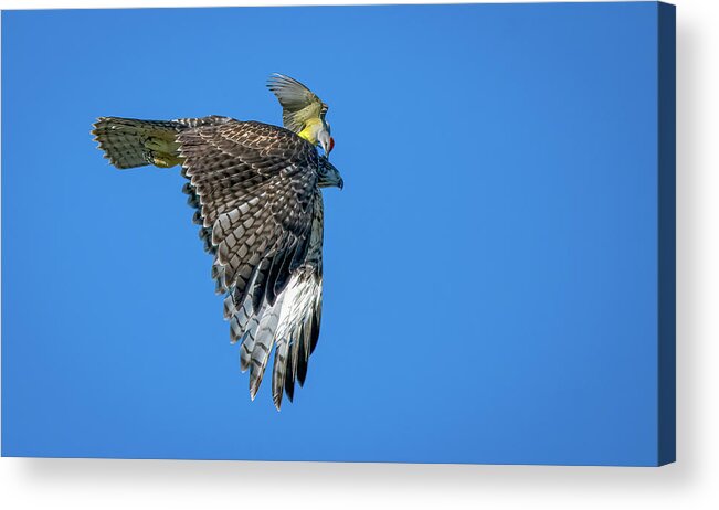 Red Tailed Hawk Acrylic Print featuring the photograph Western Kingbird vs Red Tailed Hawk 4 by Rick Mosher