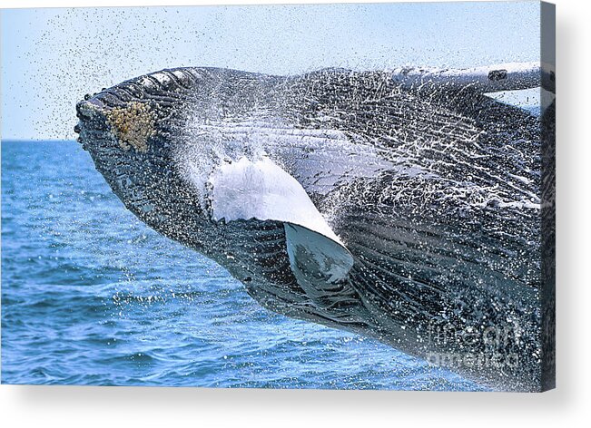 New England Acrylic Print featuring the photograph Whale Ahoy - Breaching Humpback by Rehna George