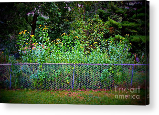 Nature Acrylic Print featuring the photograph Yellow Flowers And The Fence by Frank J Casella