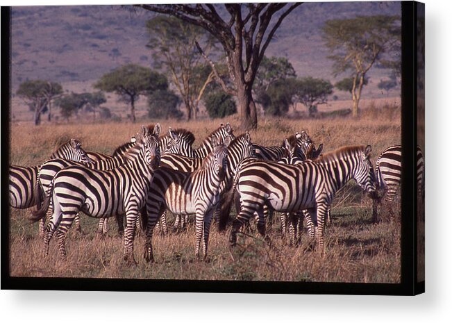 Africa Acrylic Print featuring the photograph Zebra Herd by Russ Considine