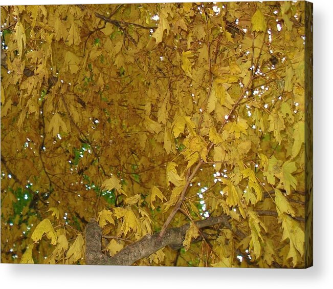 Trees Acrylic Print featuring the photograph Fall Amur Maple by J L Zarek