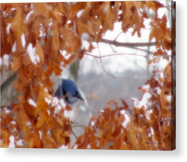 Soft Touch Blue Jay Peek Acrylic Print featuring the photograph Soft Touch Blue Jay Peek by Debra   Vatalaro