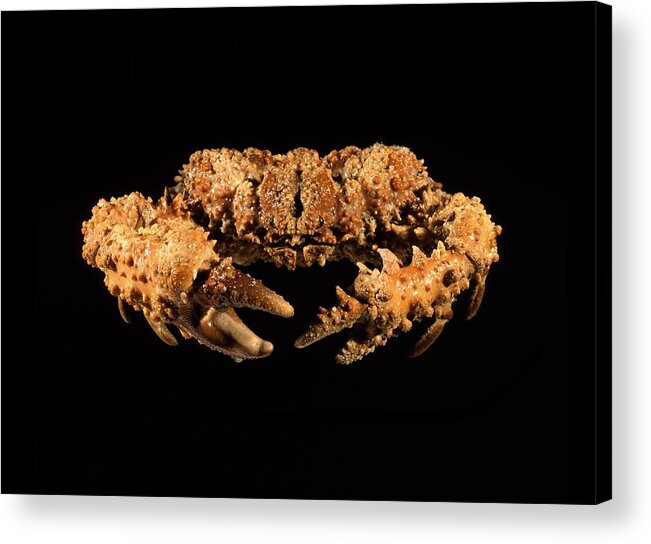 Animal Acrylic Print featuring the photograph Calthrop crab #1 by Science Photo Library
