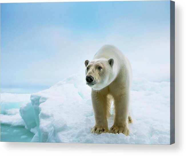1 Acrylic Print featuring the photograph Close Up Of A Standing Polar Bear #1 by Peter J. Raymond