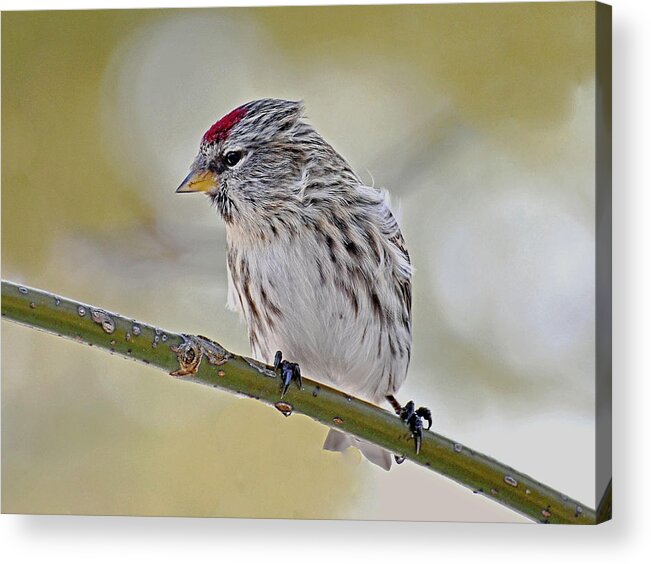 Bird Acrylic Print featuring the photograph Common Redpoll #1 by Rodney Campbell