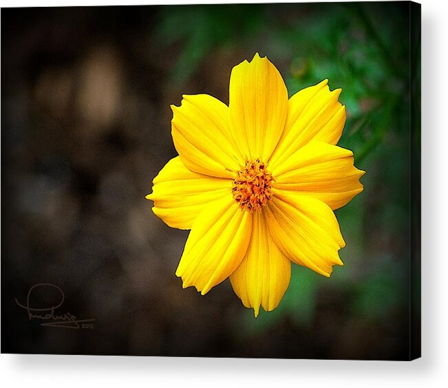 Ludwig Keck Acrylic Print featuring the photograph Cosmos Flower by Ludwig Keck