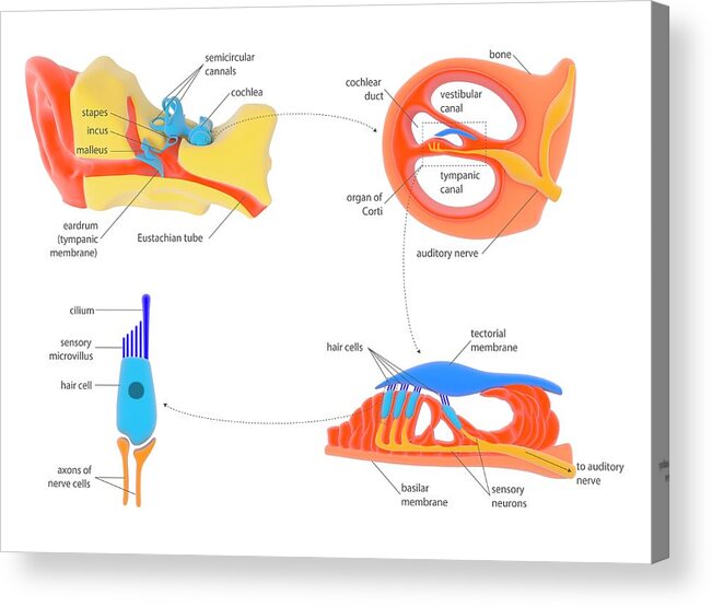 Organ Acrylic Print featuring the photograph Ear And Cochlear Anatomy #1 by Science Photo Library