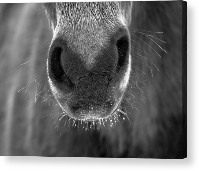 Animal Acrylic Print featuring the photograph Gift Horse #1 by Brian Stevens