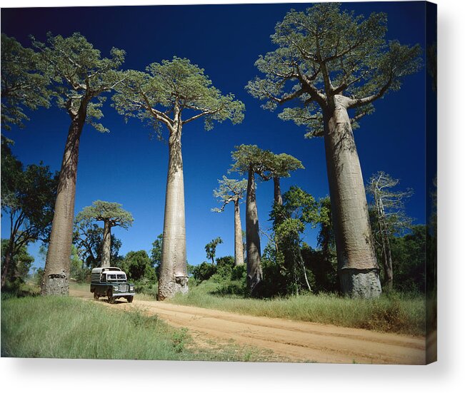 Feb0514 Acrylic Print featuring the photograph Grandidiers Baobab Trees Madagascar #1 by Konrad Wothe