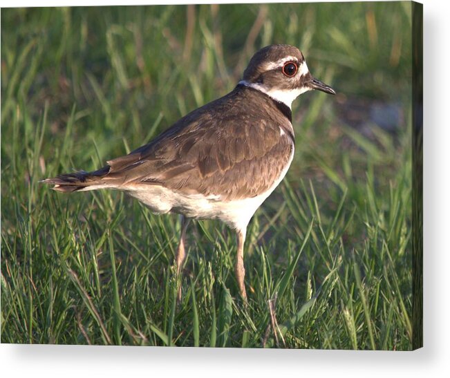 Killdeer Acrylic Print featuring the photograph Killdeer #1 by Bonfire Photography