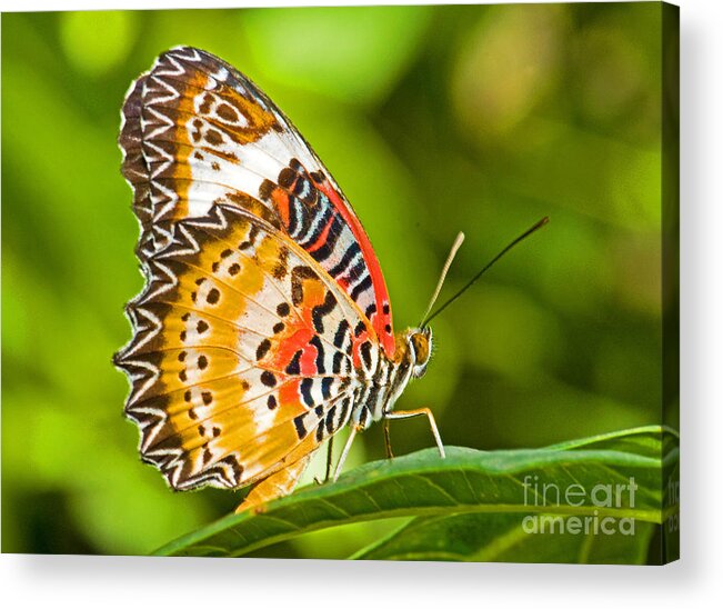 Animal Acrylic Print featuring the photograph Lacewing Butterfly #1 by Millard H Sharp