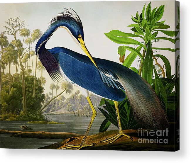Wild Life Acrylic Print featuring the drawing Louisiana Heron #1 by Celestial Images