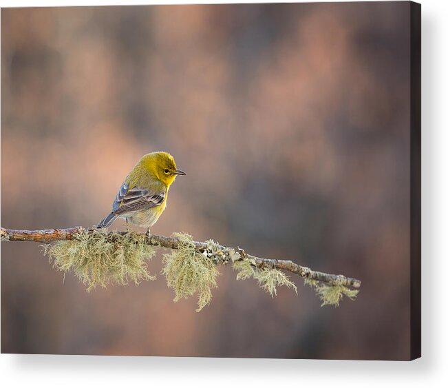 Setophaga Pinus Acrylic Print featuring the photograph Pine Warbler #1 by Christy Cox