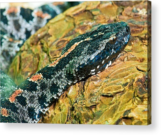 Animal Acrylic Print featuring the photograph Pygmy Rattlesnake #1 by Millard H. Sharp
