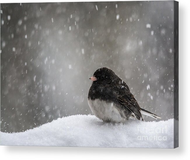 Black And White Acrylic Print featuring the photograph Snow Junco #1 by Cheryl Baxter