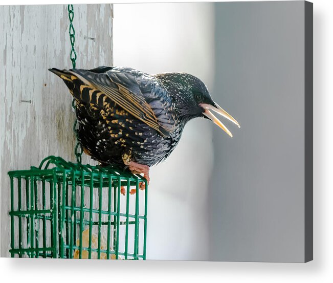 Starling Acrylic Print featuring the photograph Starling #1 by Holden The Moment