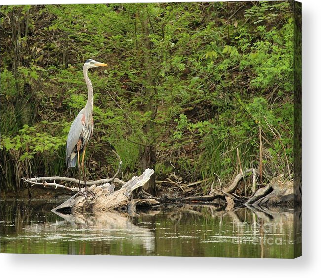 Nature Acrylic Print featuring the photograph Great Blue Heron #199 by Jack R Brock