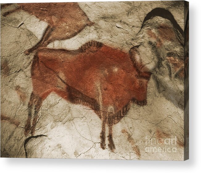 Cave Painting Acrylic Print featuring the photograph Altamira Cave Paintings #4 by Photo Researchers