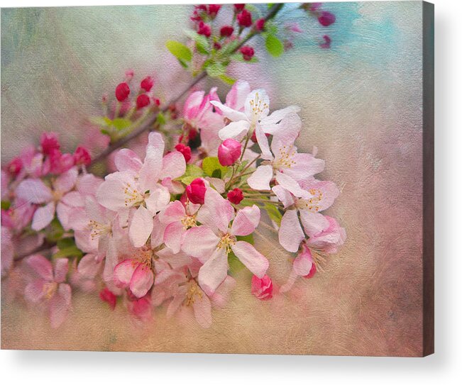Cherry Acrylic Print featuring the photograph Cherry Blossoms #1 by Lynn Bauer
