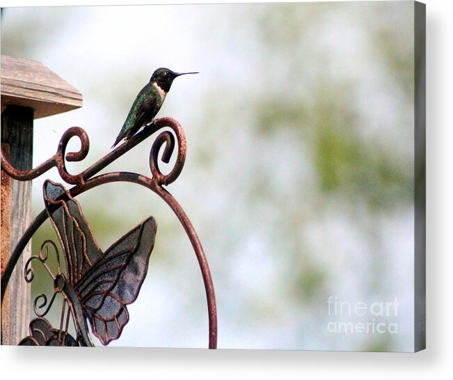 Hummingbird Acrylic Print featuring the photograph Lookout #2 by Margaret Hamilton