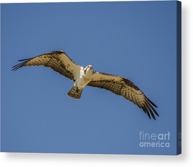 Osprey In Flight Acrylic Print featuring the photograph Osprey in Flight Spreading his Wings by Dale Powell