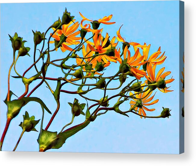 Flowers Acrylic Print featuring the photograph Party Girls #2 by Steve Harrington