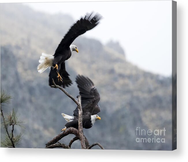 Bald Eagle Acrylic Print featuring the photograph Eagles Take Flight by Michael Dawson