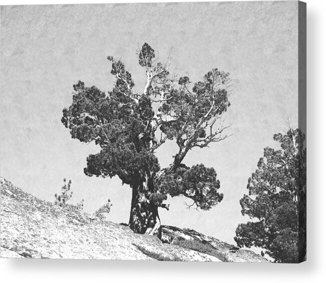 Tree Acrylic Print featuring the photograph Warrior Against The Elements #2 by Frank Wilson