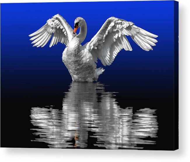 Avian Acrylic Print featuring the photograph Black and Blue #3 by Brian Stevens