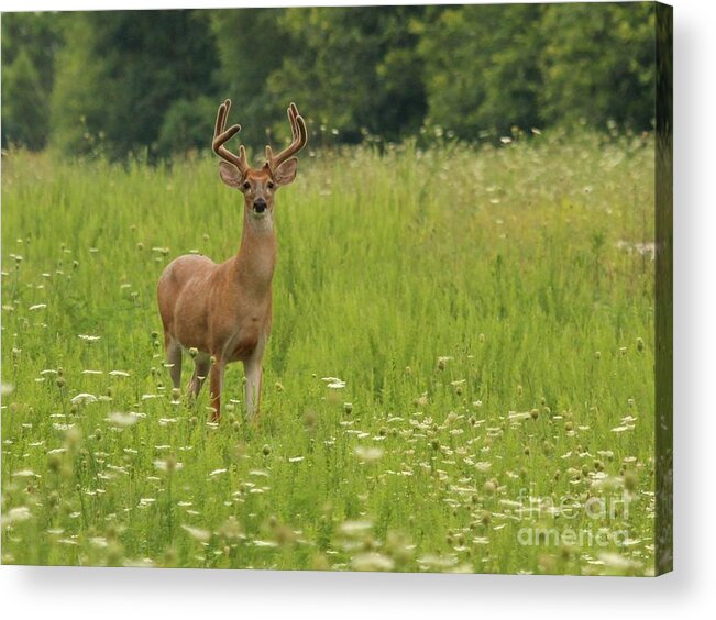 Nature Acrylic Print featuring the photograph White-tailed Deer #53 by Jack R Brock