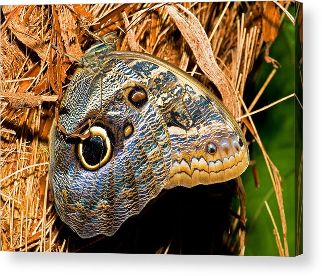 Owl Butterfly Acrylic Print featuring the photograph Owl Butterfly #7 by Millard H. Sharp