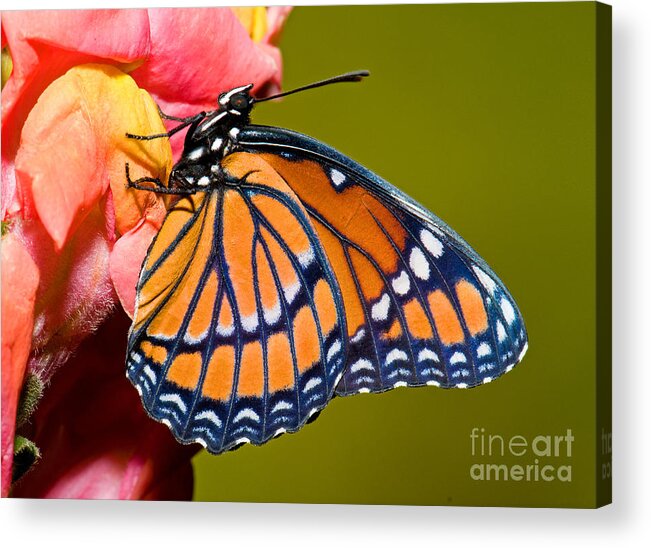 Viceroy Butterfly Acrylic Print featuring the photograph Viceroy Butterfly #8 by Millard H Sharp