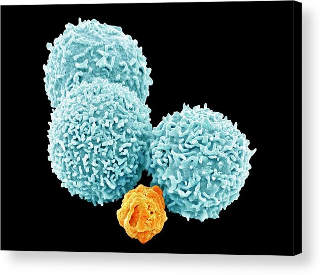 Immune System Acrylic Print featuring the photograph White blood cells, SEM #7 by Steve Gschmeissner