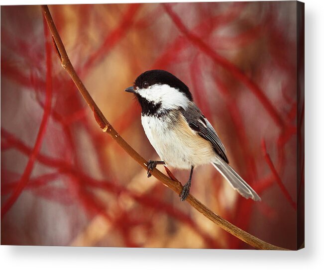Alertness Acrylic Print featuring the photograph A Chickadee Sits On A Tree Branch With by Steve Nagy / Design Pics