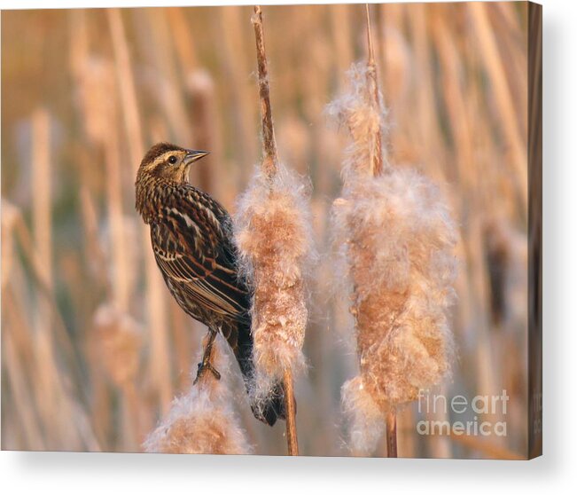 Bird Acrylic Print featuring the photograph A Female Red Winged Blackbird at Dusk by Chris Anderson