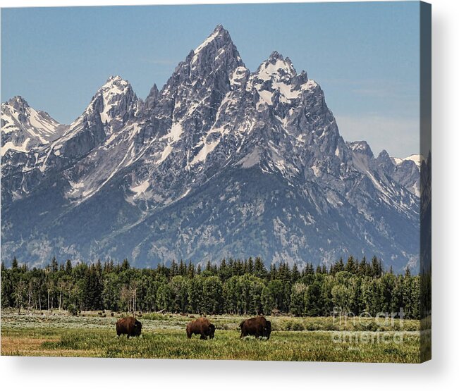 Tetons Acrylic Print featuring the photograph A Grand View by Edward R Wisell