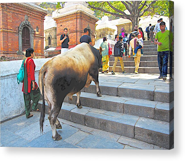 A Holy Cow Climbing Steps From Bagmati River In Kathmandu In Nepal Acrylic Print featuring the photograph A Holy Cow Climbing Steps from Bagmati River in Kathmandu-Nepal by Ruth Hager