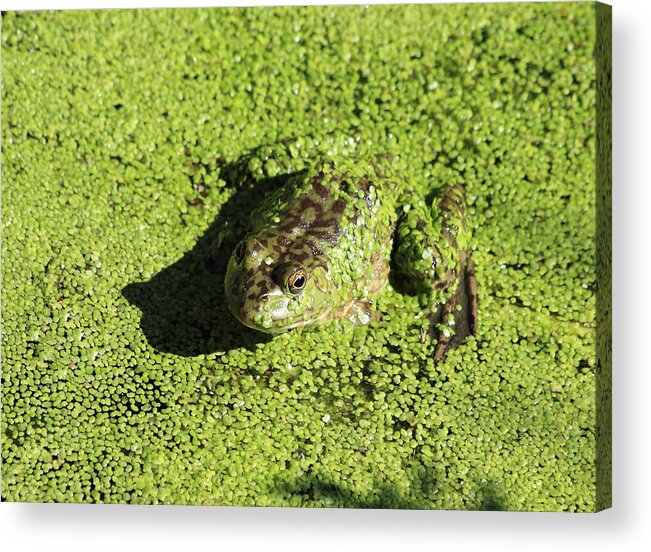 Bull Frog Acrylic Print featuring the photograph A Lot Of Green by Shane Bechler