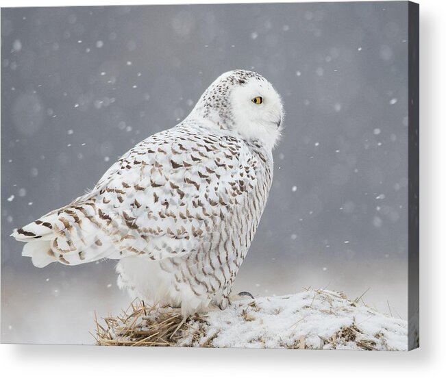 Snowy Acrylic Print featuring the photograph A Side Portrait Of Snowy Owl by Ming H Yao